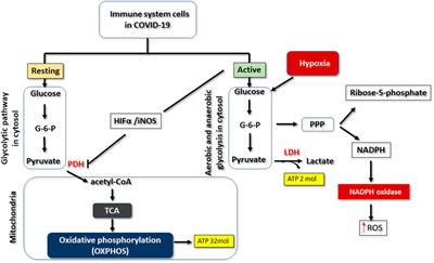 Changes in Glycolytic Pathway in SARS-COV 2 Infection and Their Importance in Understanding the Severity of COVID-19